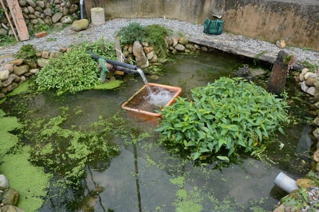 社區提供私有土地營造白魚避難池